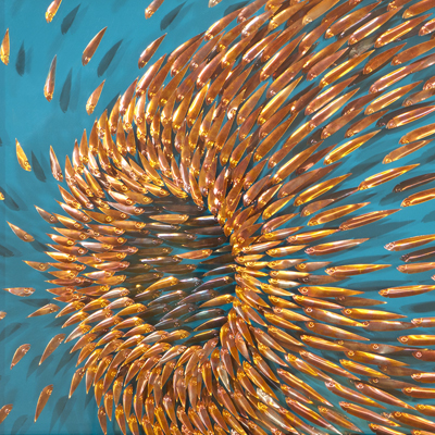 Vortex