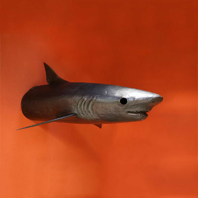 Shark