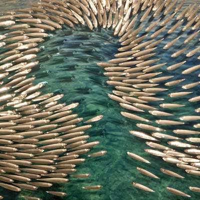 Acqua