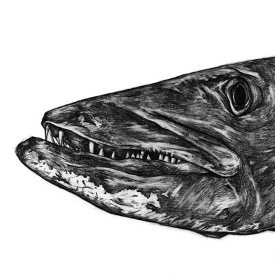 Barracuda