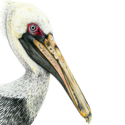 Brown Pelican