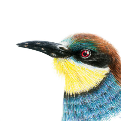 European Bee Eater
