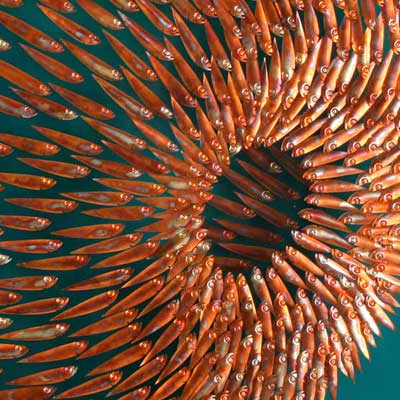 Vortex