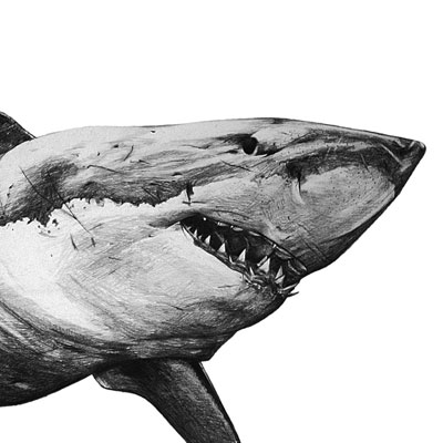Great White Shark