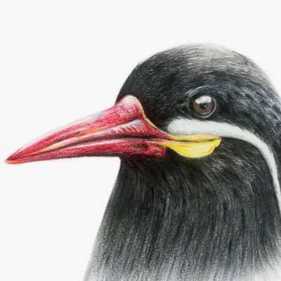 Inca Tern
