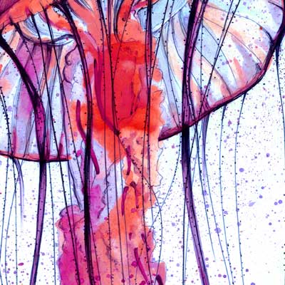 Jellyfish