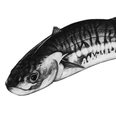 Mackerel