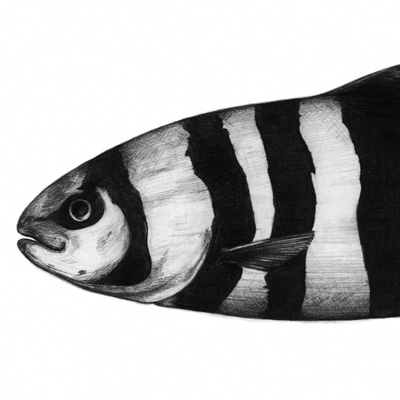 Pilot Fish