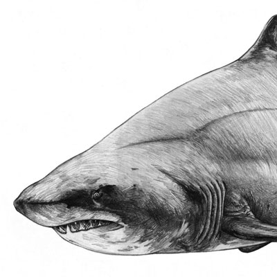 Sand Tiger Shark