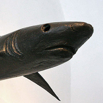 Shark
