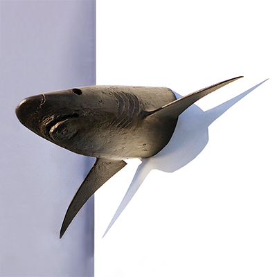 Shark
