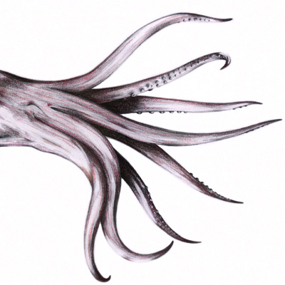 Squid