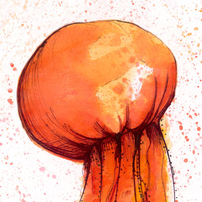 Jellyfish